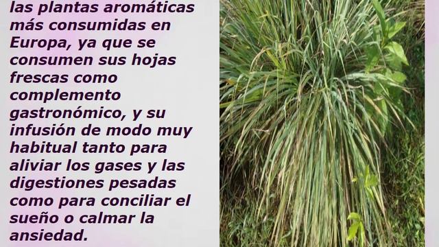 que es la hierba luisa - son buenos para la salud. - beneficios y propiedades смотреть онлайн