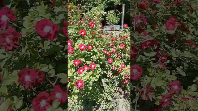 Climbing Rose Bush In Full Bloom. AMAZING Red Roses