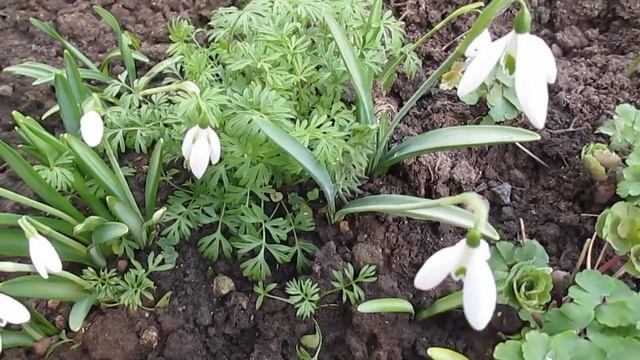 Подснежники-Молочный цветок .Весна. смотреть онлайн