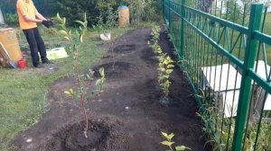 22 августа. Посадка пузыреплодника и вишни