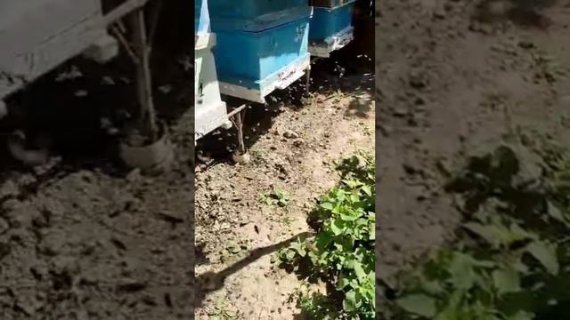 Облёт пчелосемьи