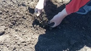 Посадка рассады огурцов в открытый грунт, подготовка почвы, хитрость от вредителей, уход