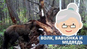 Волк, babushka и медведь.