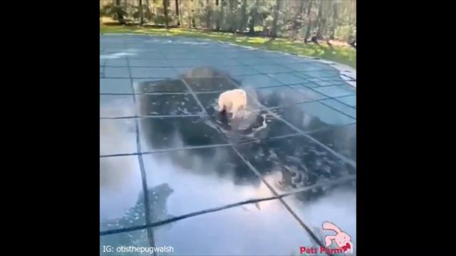 Веселое\позитивное\видео с песелями❤Funny \ positive \ video with dogs👍 смотреть онлайн