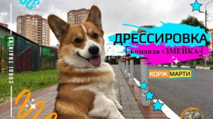 Дрессировка корги. Команда "Змейка"