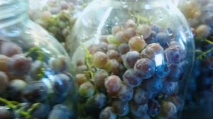 Закрываем компот из винограда Изабелла.