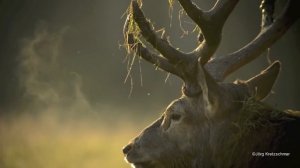Дикая природа,зов оленя | Wildlife, the call of the deer