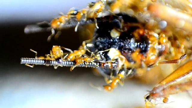 NIKON D3100 18-55 WITH HELIOS 44M REVERSED MACRO TEST смотреть онлайн