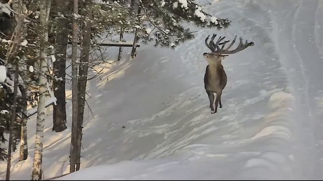 Зимняя красота природы. Благородные олени