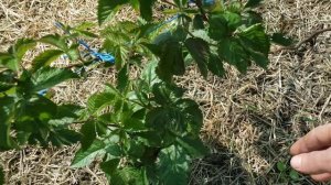 Обработка клубники, ежевики и малины от вредителей.