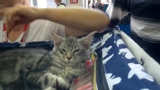 мейн-куны и другие кошки ВДНХ 20.05.2012 смотреть онлайн