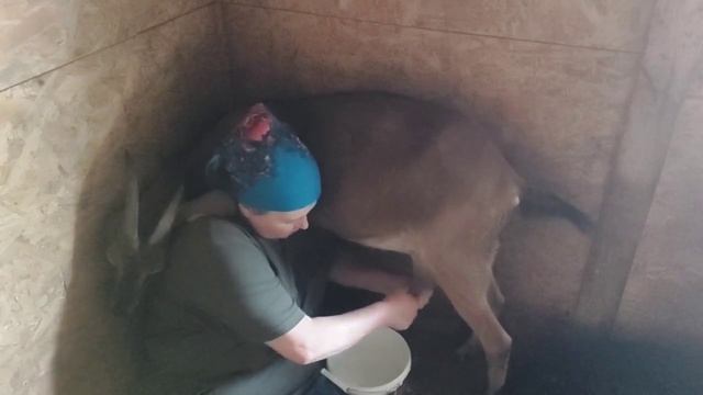 #козы#дойкакоз#окотыдваразавгод#средствооткомаров Дою кіз 1 раз в день смотреть онлайн