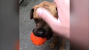 Алано Эспаньол