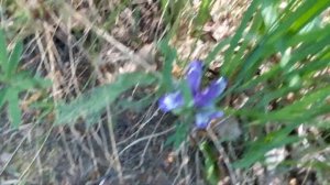 Кукушкины слезки.