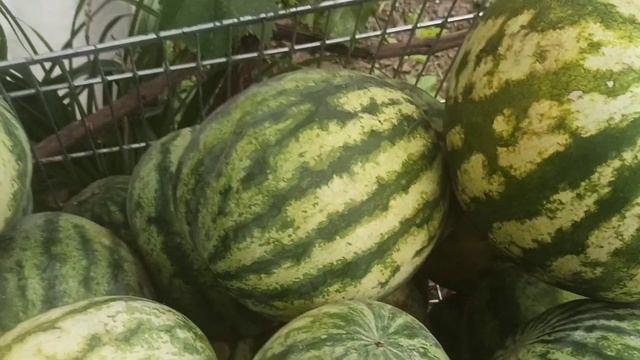 СЕМИКАРАКОРСКИЙ ИНТЕРНЕТ. МАГАЗИН ОВОЩЕЙ ЛЕЖА НА ДИВАНЕ. смотреть онлайн