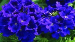 Необычная Вербена