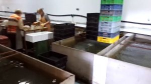 Раки оптом - в любой регион России авиатранспортом!