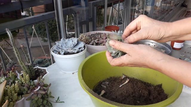 Sukulent koleksyonuma yeni dahil olanlar/Sukulent türleri isim ve özellikleri . смотреть онлайн