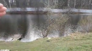 Пруд в деревне Осоргино | Экомониторинг