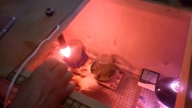 КУПИЛИ СУТОЧНЫХ ИНДЮШАТ ХАЙБРИТ КОНВЕРТЕРОВ ИНДЮШИНЫЙ СЕЗОН  ОТКРЫТ