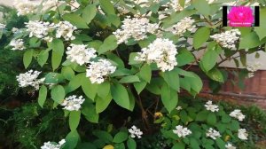 ГОРТЕНЗИЯ ВИМС РЭД. ОБЗОР