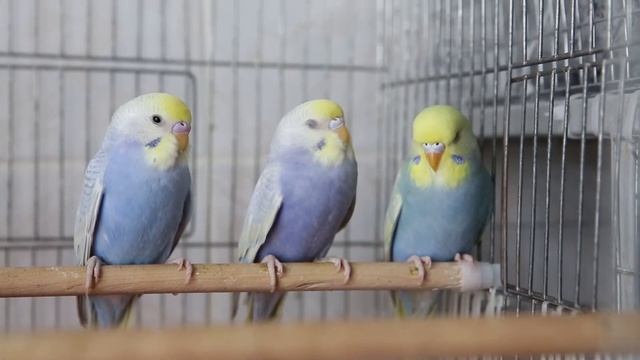 Птенцы