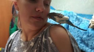 Волнистый попугай любит ласку ❤💛💙. Ручной попугай.