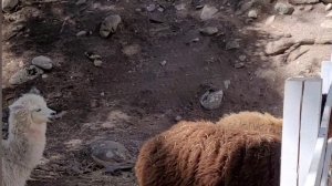 Парк альпак в Приэльбрусье.