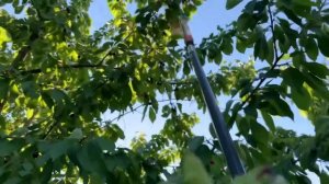 ОГОРОД: СБОР ЧЕРЕШНИ. ПРИСПОСОБЛЕНИЕ ДЛЯ СБОРА УРОЖАЯ ОТ ГАРДЕНЫ.
