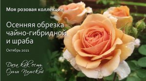 Моя розовая коллекция. Осенняя обрезка шраба и чайно гибридной розы | Дача как есть. Хроника 2021