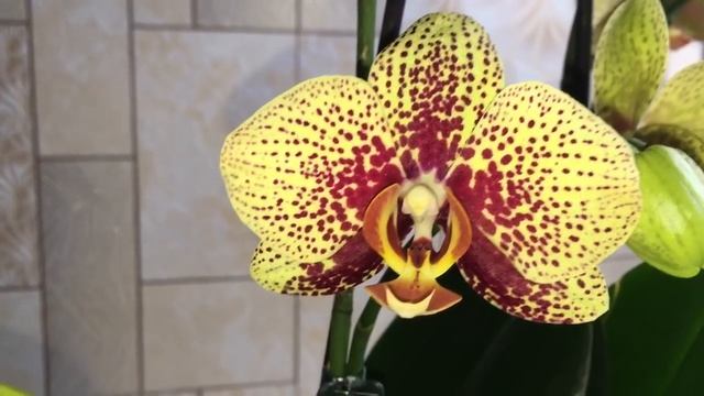 135)?Орхидеи/Цветение Charmer и Kos, в чем разница.... смотреть онлайн