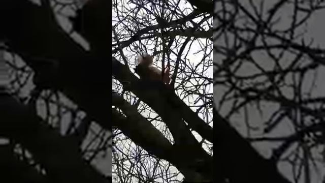 Белка кричит и прыгает с ветки на ветку смотреть онлайн