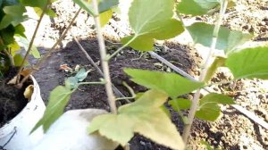 Супер саженцы чёрной смородины Галактика