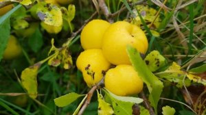 Хеномелес или японская айва. Эстонский лимон. цветение, плоды, польза.