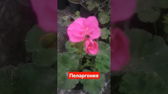 Пеларгония #выращивать #flower #весна #красота #цветочки #пеларгонии #цветы #garden #plant