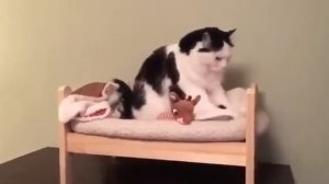 Как кошка ложится спать