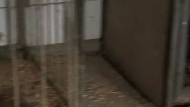 ШОК ДИКИЕ ЖИВОТНЫЕ СТАЛИ РУЧНЫМИ смотреть онлайн