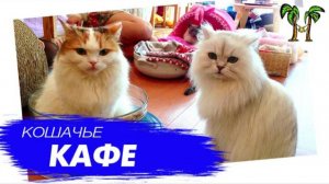 Кошачье кафе на Пхукете | Phuket Cat's Cafe