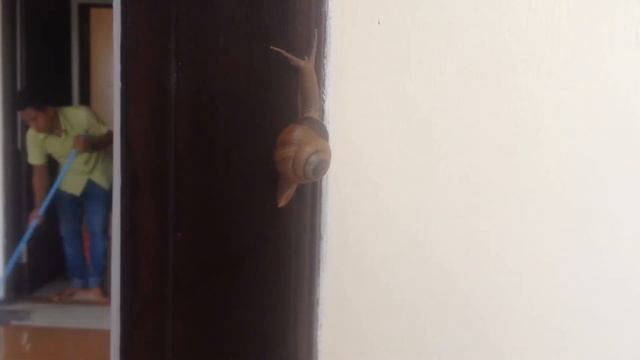 ДАО улитки смотреть онлайн