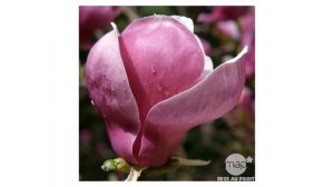 Le magnolia soulangeana ou Magnolia de Chine