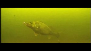 Как ловить СУДАКА, съёмки подводной камерой. Рыбалка на судака 2019.