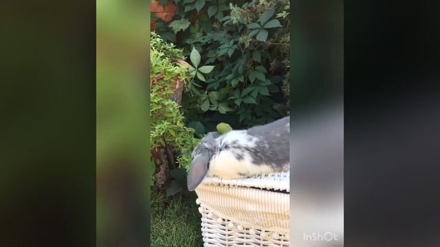 NHD карликовый вислоухий баран - девочка смотреть онлайн