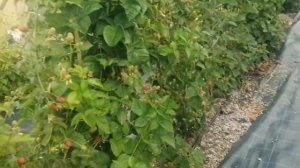 обзор Еживики Натчиз, Блек Джем, Кеддо