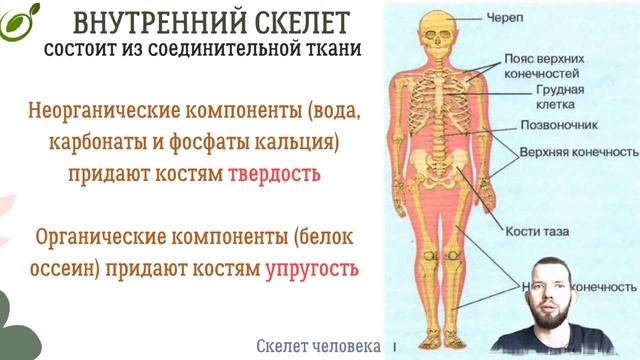 Л.31 | ОПОРА ТЕЛА ОРГАНИЗМОВ | ОБЩАЯ БИОЛОГИЯ ЕГЭ