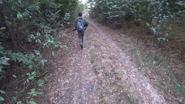 Ходовая охота с Курцхаарами. ТОЗ-34 смотреть онлайн