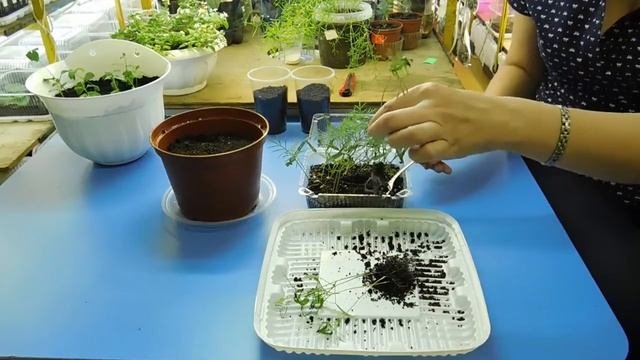 ИПОМЕЯ ПЕРИСТАЯ ! КАК ВЫРАСТИТЬ РАССАДУ ИПОМЕИ ПЕРИСТОЙ В ДОМАШНИХ УСЛОВИЯХ !
