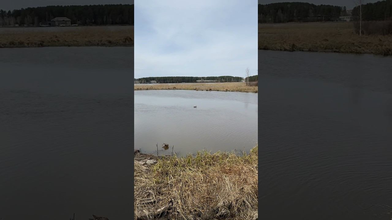 Необычная уточка на нашем озере смотреть онлайн