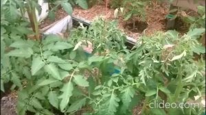 Верхушка кустов кучерявится и это не жирование