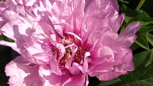 Ито-пион Фест Эррайвел (First Arrival). смотреть онлайн