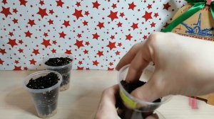 фикус религиоза (священный) из семян